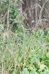 Rough barnyardgrass